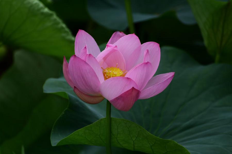 無為摄影《荷》(图28)