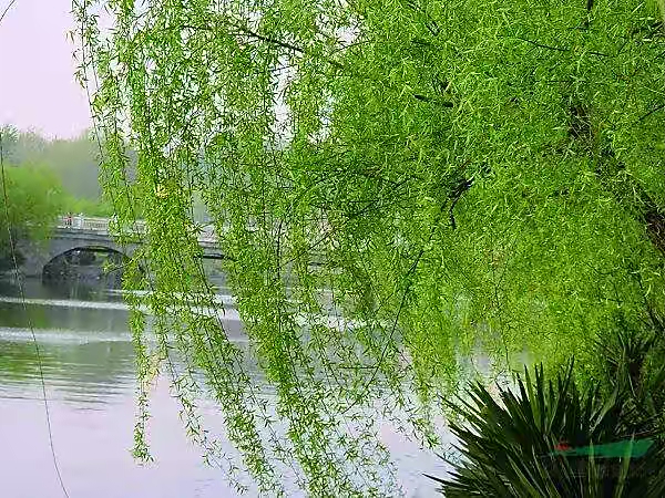 【北方诗社】隆重推介裴龙兵《诗词二首》主播翱翔&编辑小雁*总第1480期*(图5)