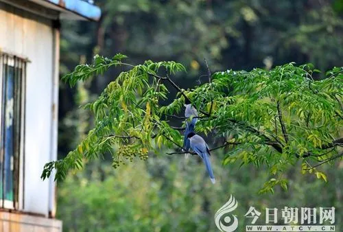 [桃源国际诗歌馨声]山那边|作者:风清（辽宁）主播:青苗[总1142期]（图4）