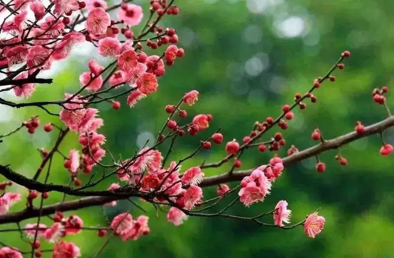 彦忠诗歌《鹤岗四季歌》主播：牧歌 编辑：小鱼儿 【北疆头条】（第259期）（图6）