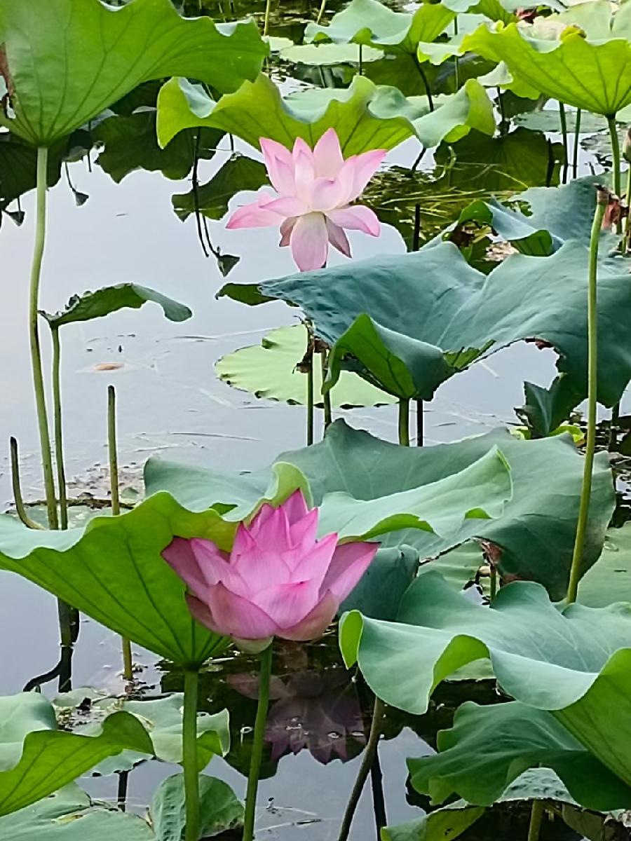 玫瑰:荷花(图5)
