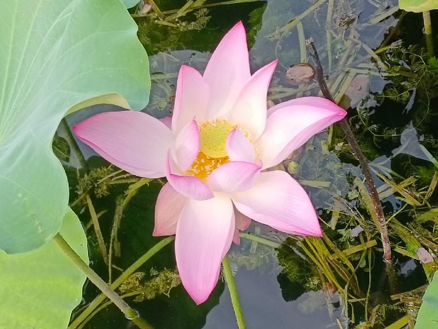 玫瑰:荷花(图6)