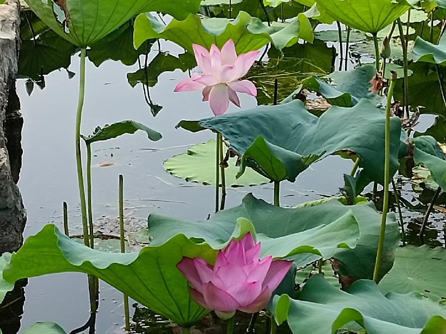 玫瑰:荷花(图8)