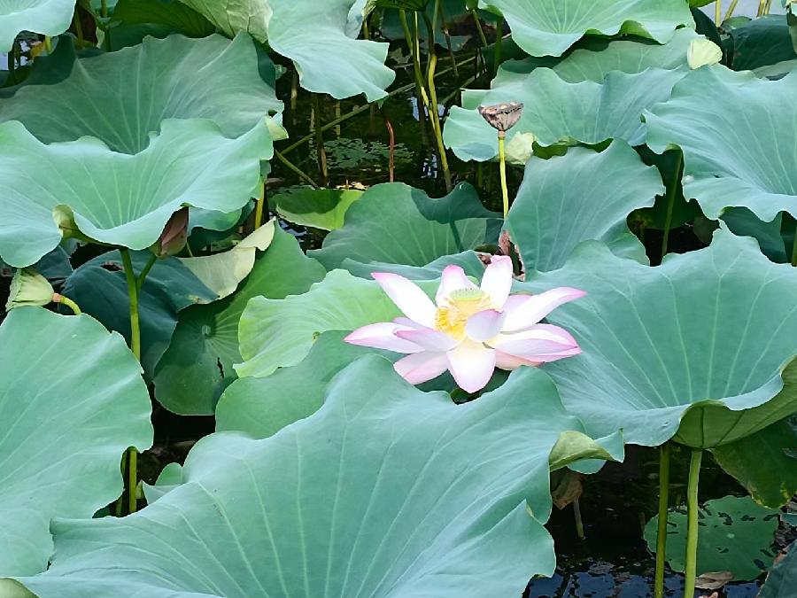 玫瑰:荷花(图11)