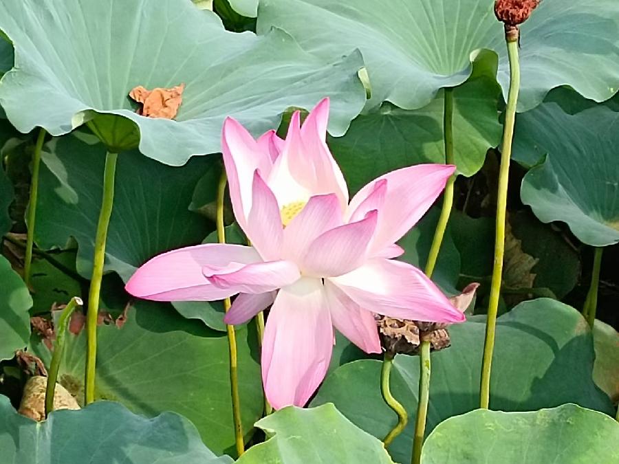 玫瑰:荷花(图18)