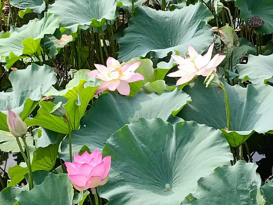 玫瑰:荷花(图16)