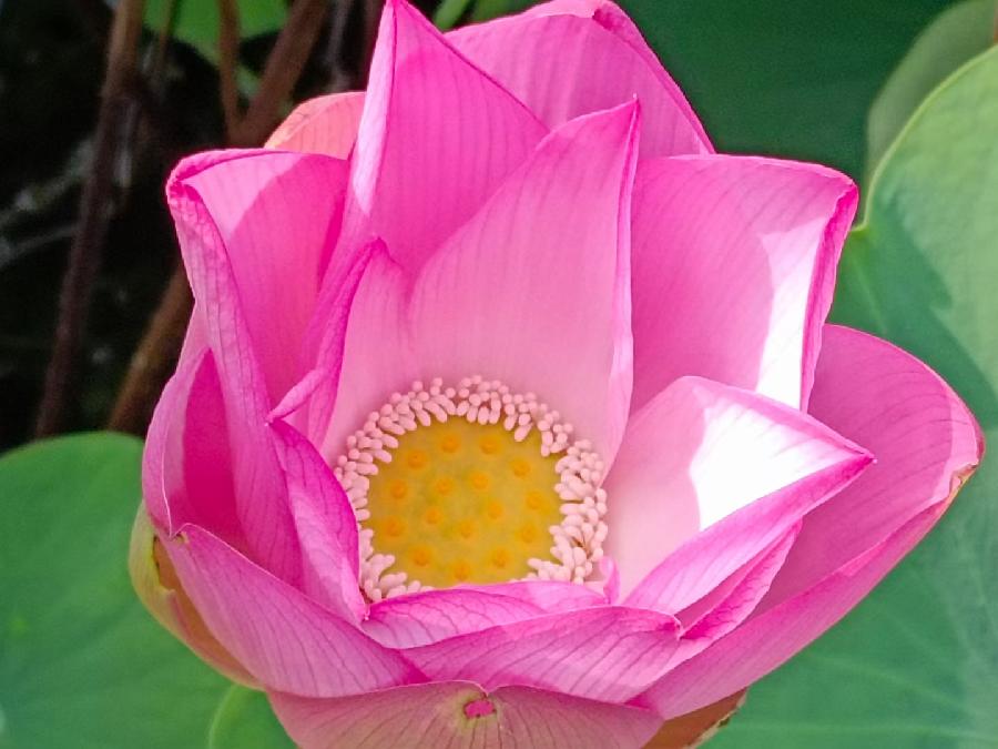 玫瑰:荷花(图19)