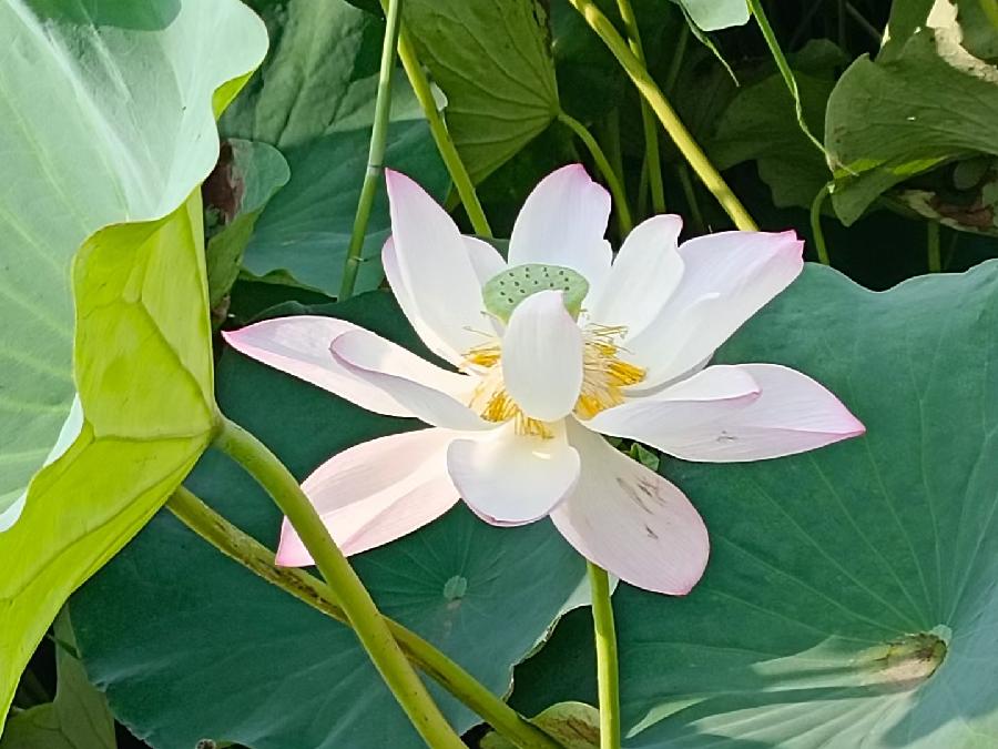 玫瑰:荷花(图20)
