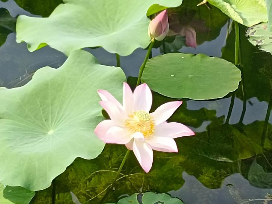玫瑰:荷花(图22)