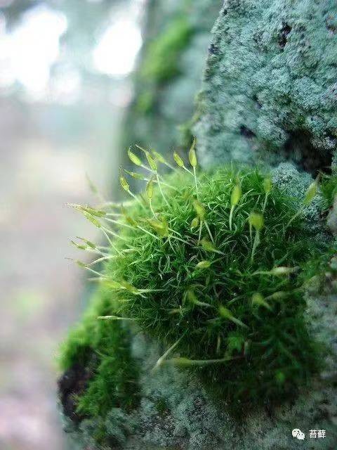 【枫雅汇看图约诗】第246期《苔藓》(图6)