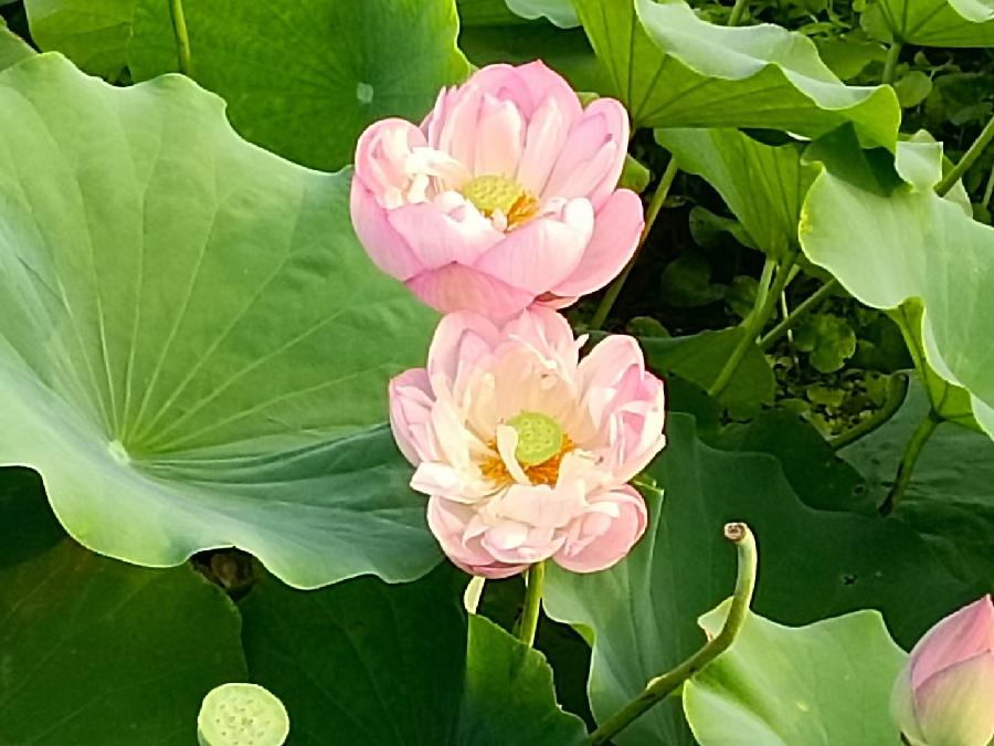 玫瑰:荷花(图28)