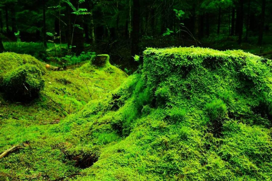 【枫雅汇看图约诗】第246期《苔藓》(图12)