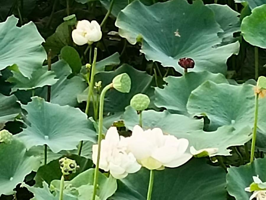 玫瑰:荷花(图27)