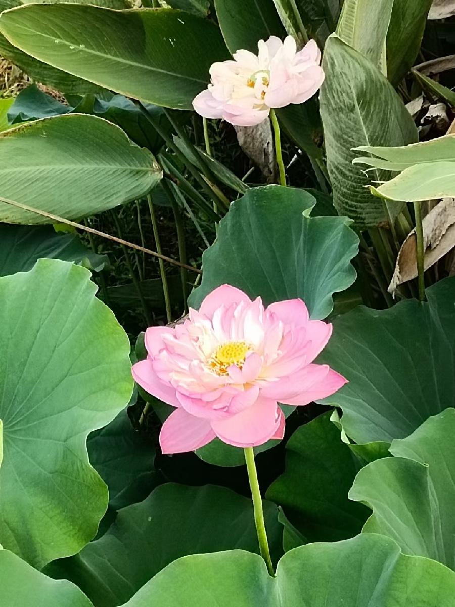 玫瑰:荷花(图29)