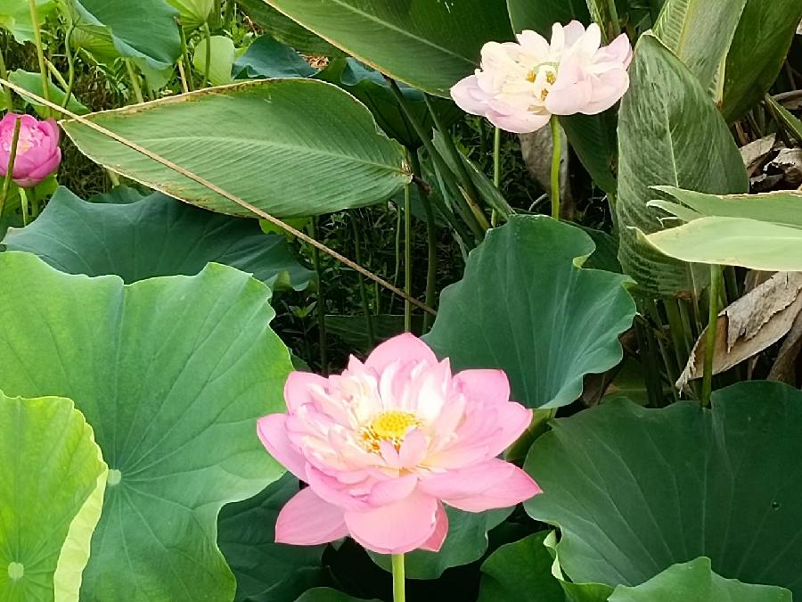 玫瑰:荷花(图32)