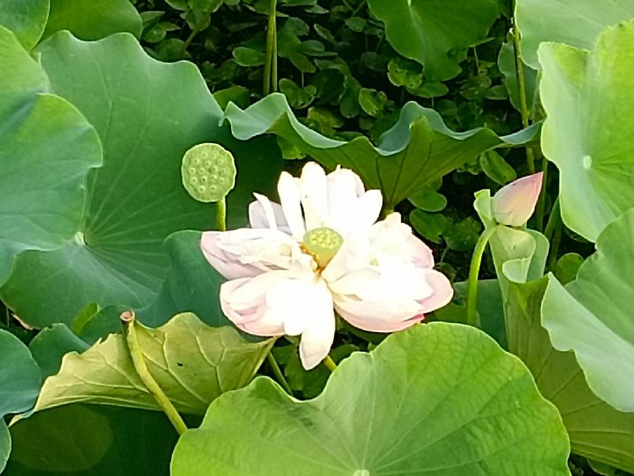 玫瑰:荷花(图31)