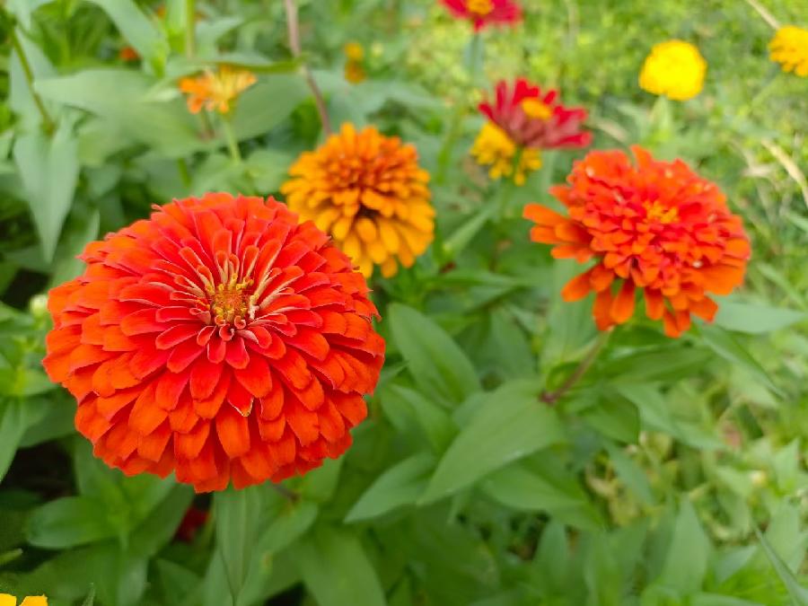 玫瑰:花卉(图5)