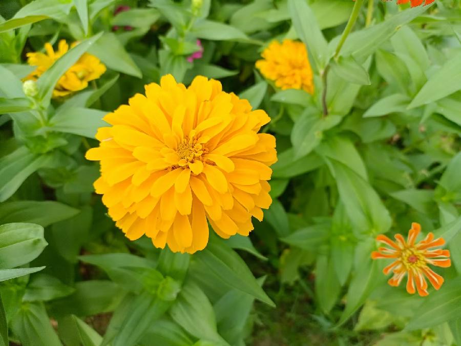 玫瑰:花卉(图6)