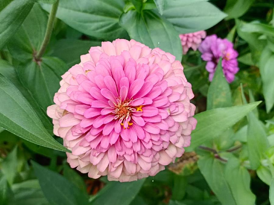 玫瑰:花卉(图7)