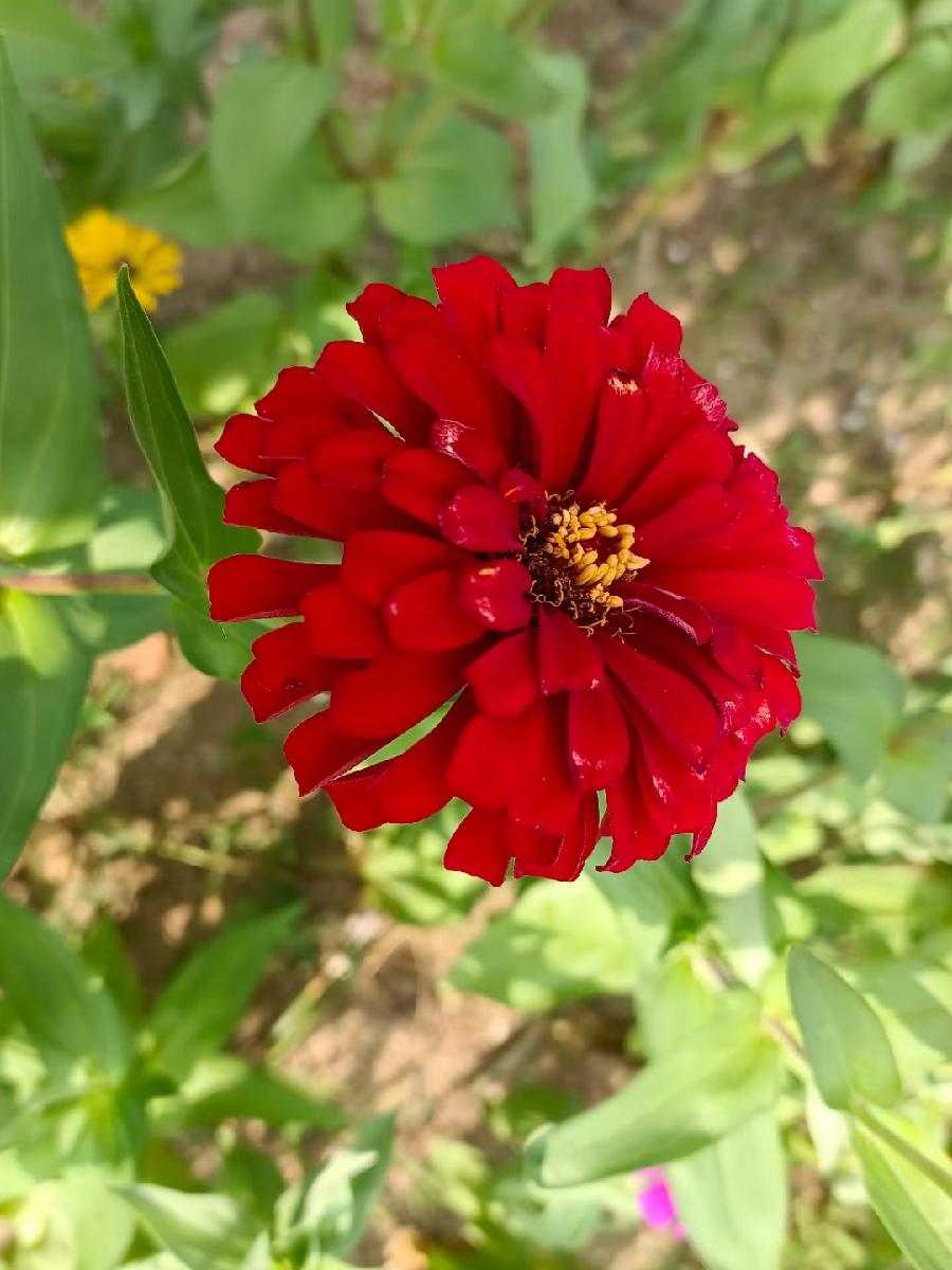 玫瑰:花卉(图9)