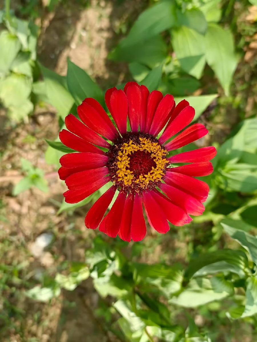 玫瑰:花卉(图11)