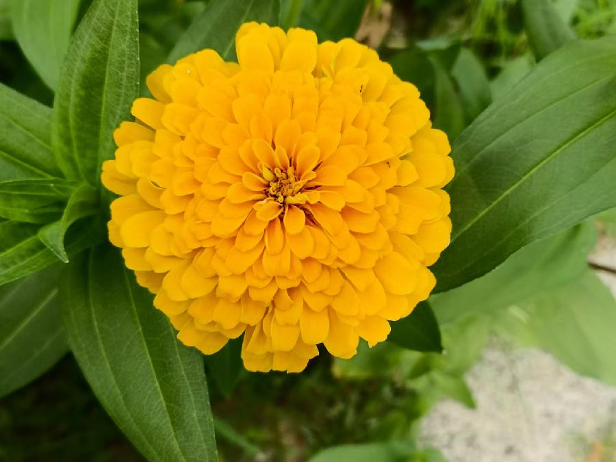 玫瑰:花卉(图10)