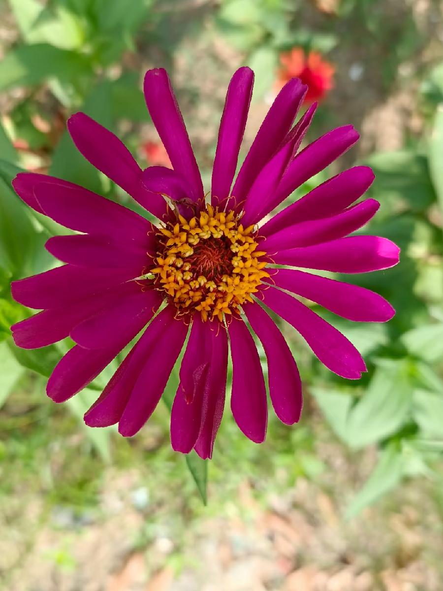 玫瑰:花卉(图14)
