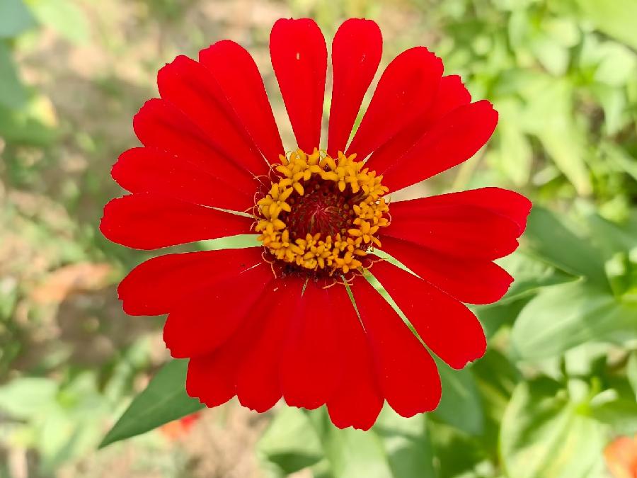 玫瑰:花卉(图13)