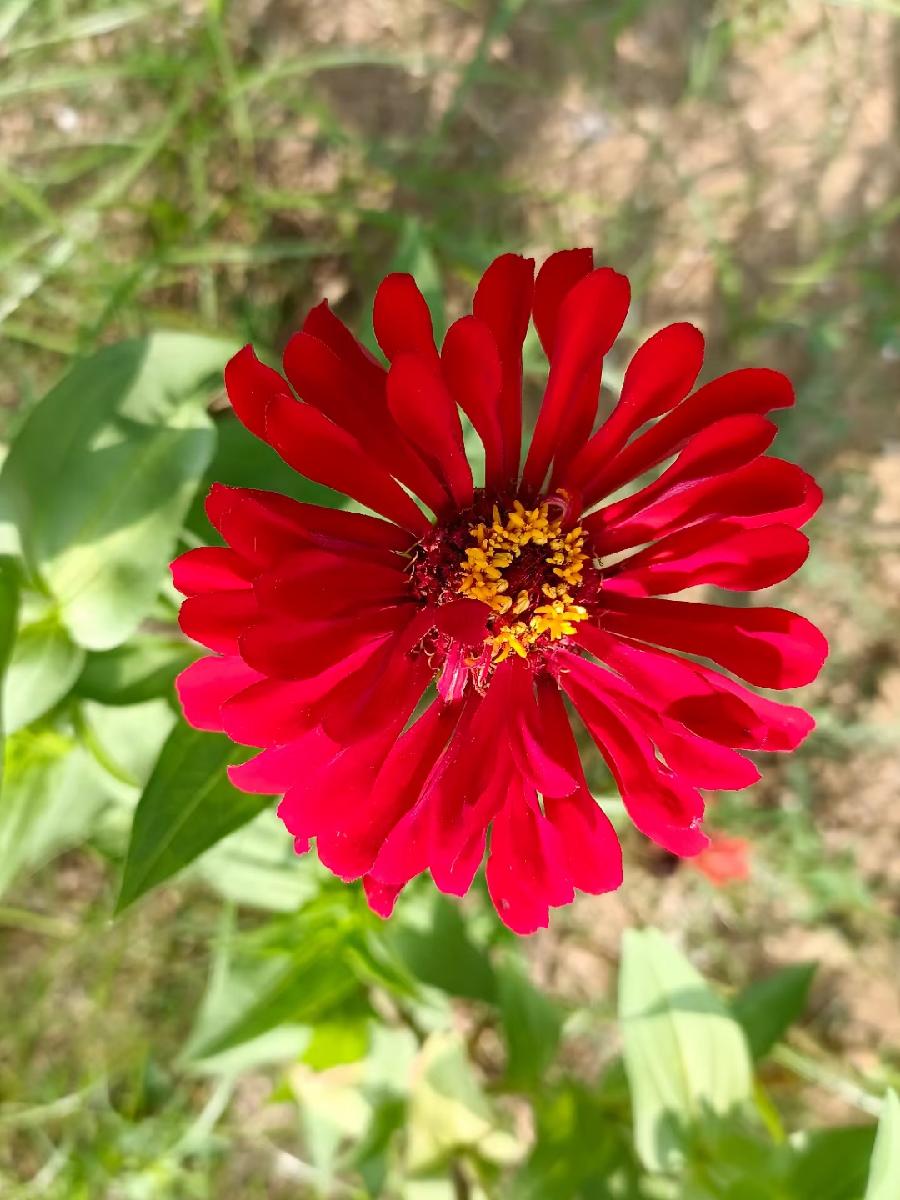 玫瑰:花卉(图15)