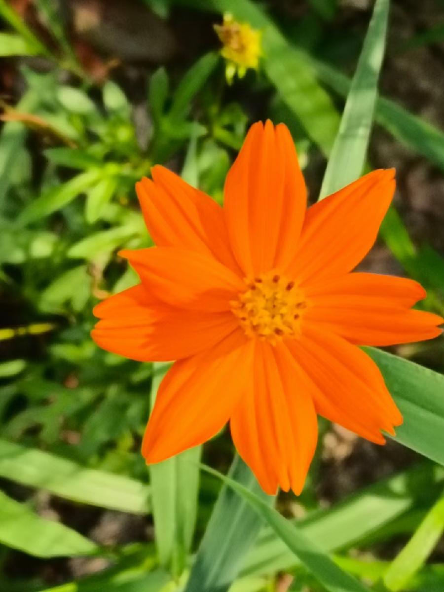 玫瑰:花卉(图17)