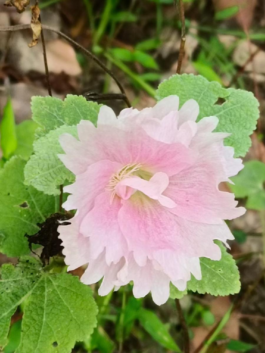 玫瑰:花卉(图16)