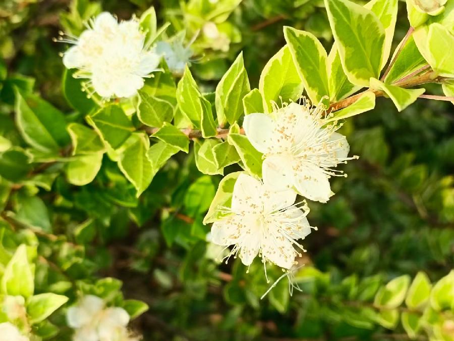 玫瑰:花卉(图20)
