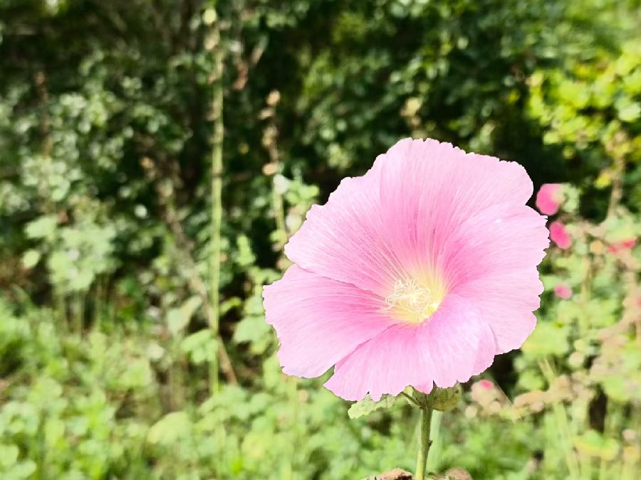 玫瑰:花卉(图19)