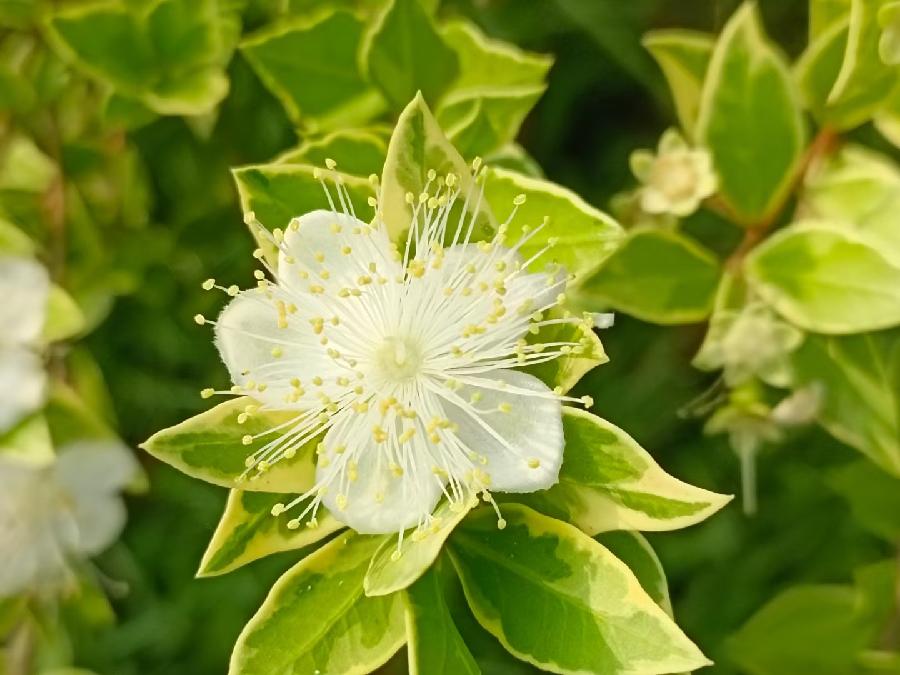 玫瑰:花卉(图21)