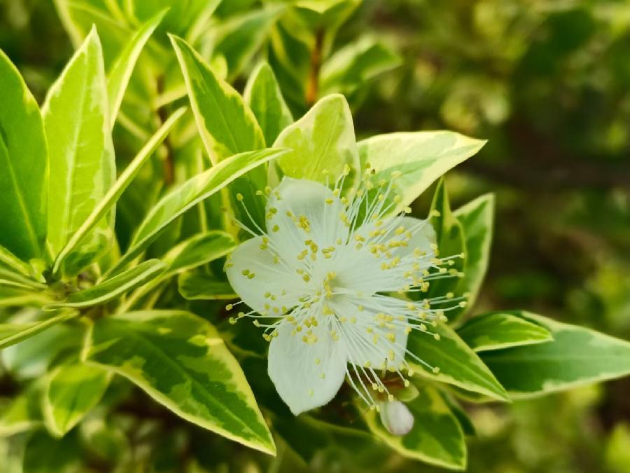 玫瑰:花卉(图22)