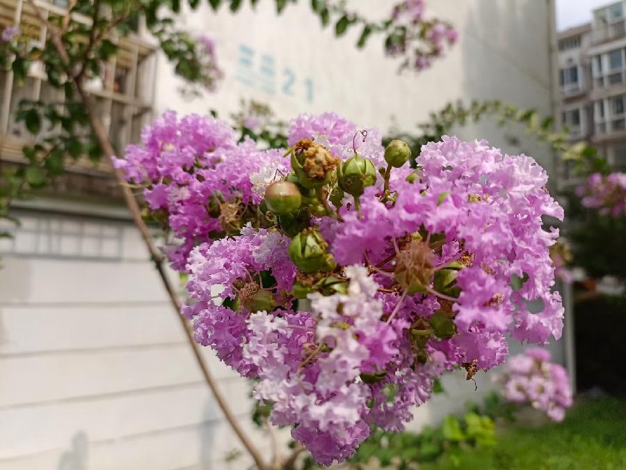 玫瑰:花卉(图26)
