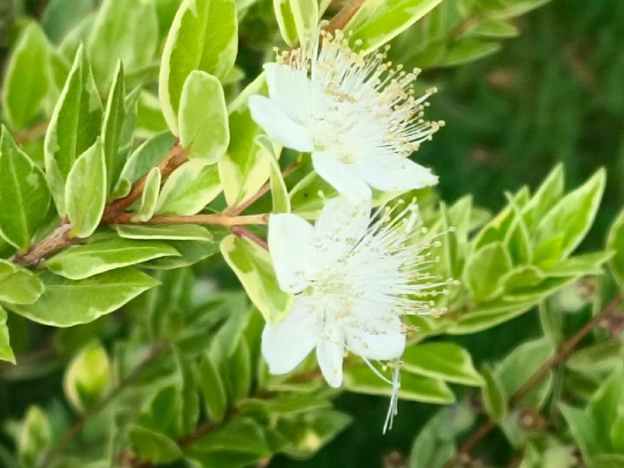 玫瑰:花卉(图24)