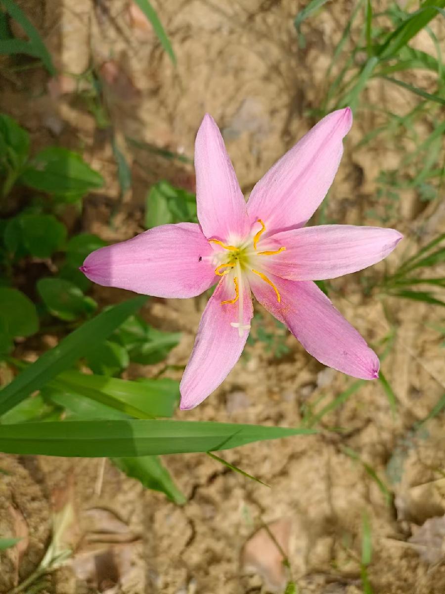 玫瑰:花卉(图27)