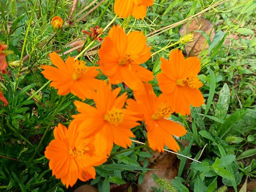 玫瑰:花卉(图31)