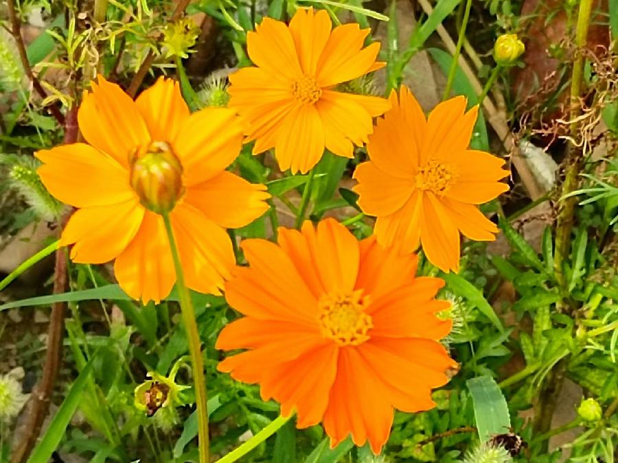玫瑰:花卉(图29)
