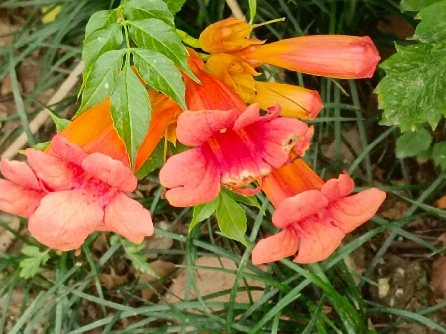 玫瑰:花卉(图30)