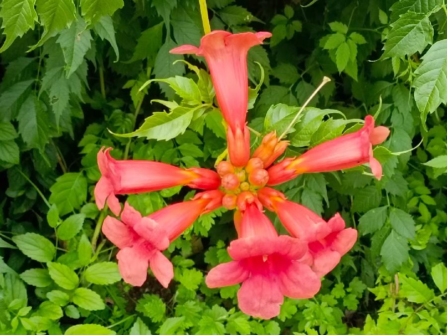 玫瑰:花卉(图33)
