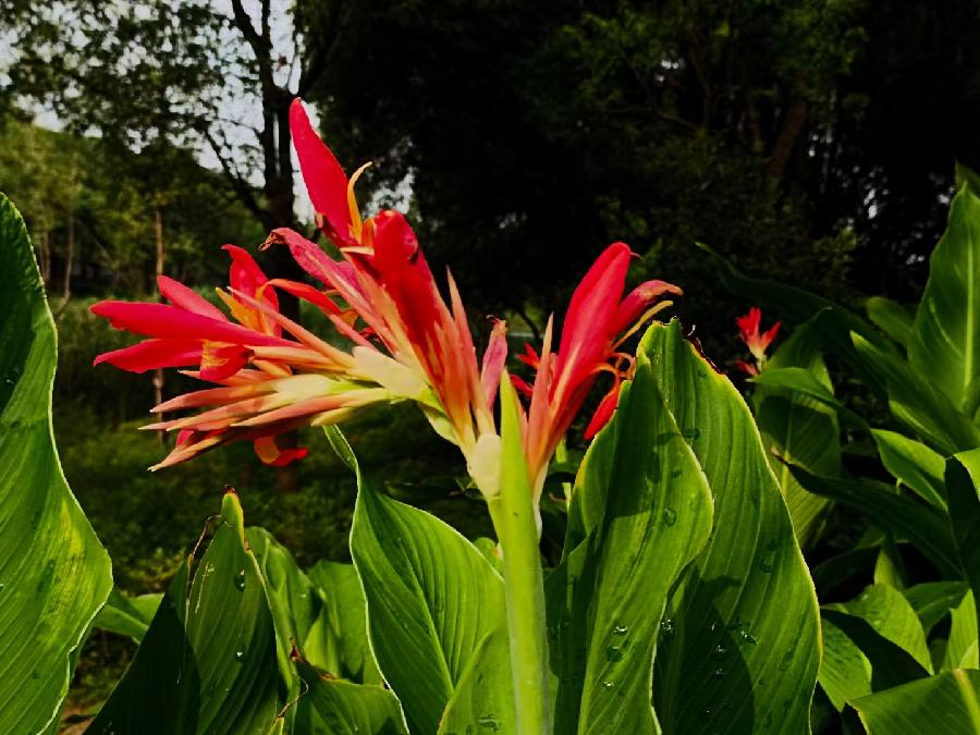玫瑰:花卉(图32)