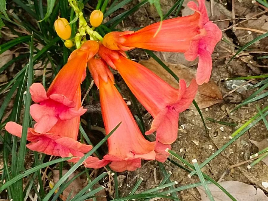 玫瑰:花卉(图34)