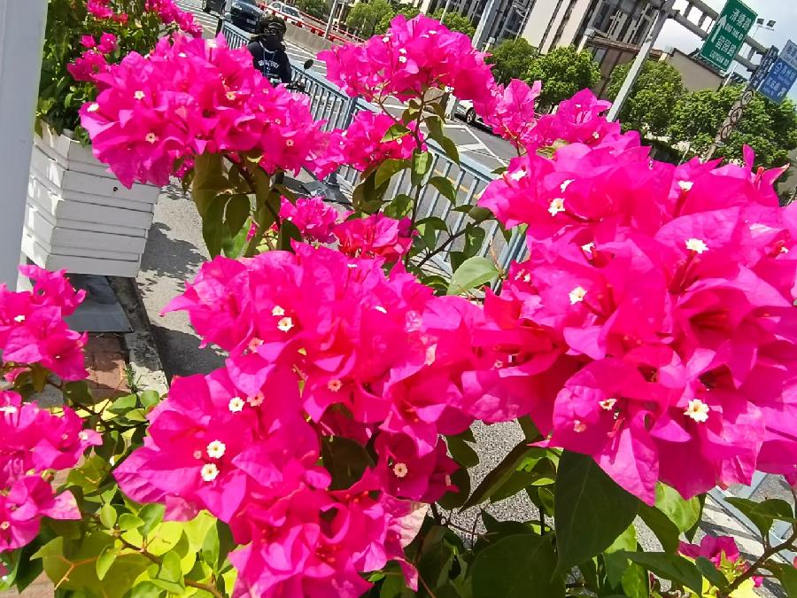 玫瑰:花卉(图37)