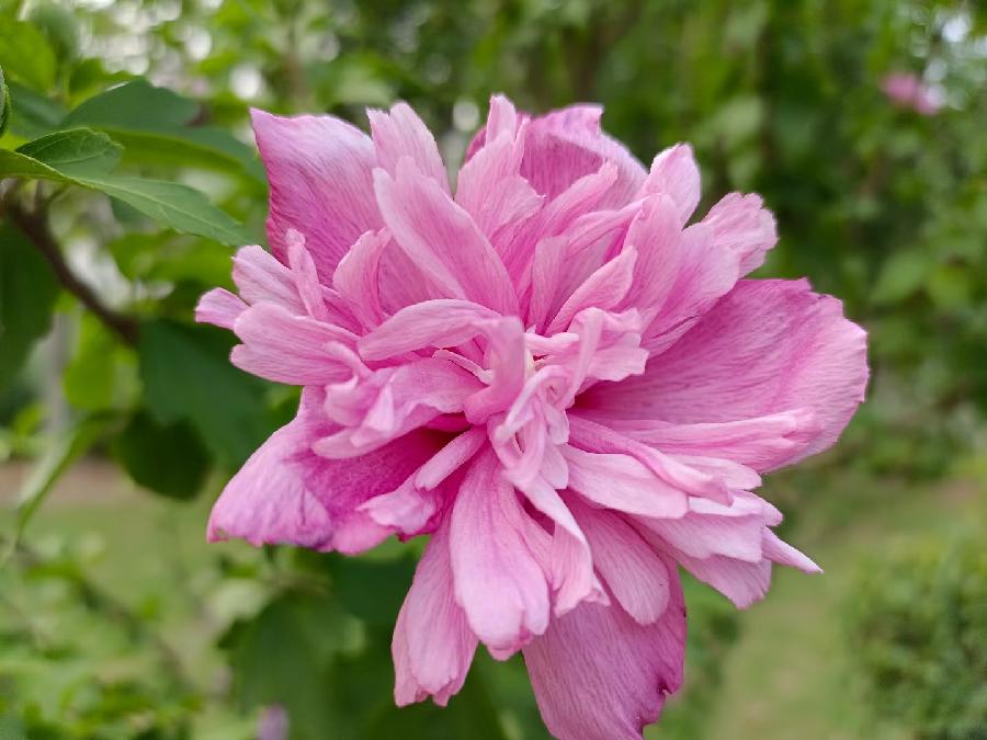 玫瑰:花卉(图36)
