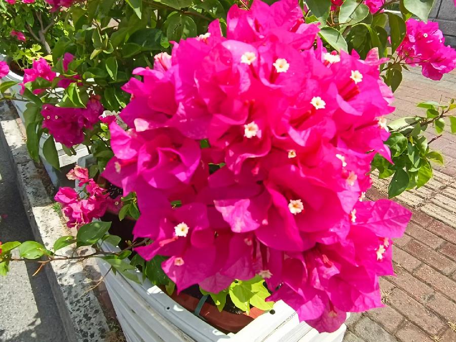 玫瑰:花卉(图35)