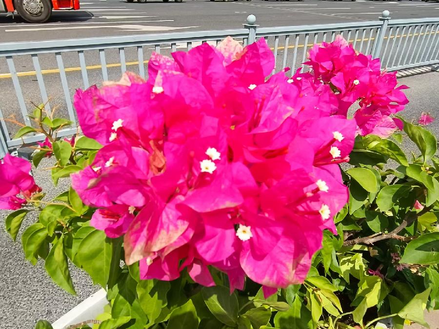玫瑰:花卉(图38)