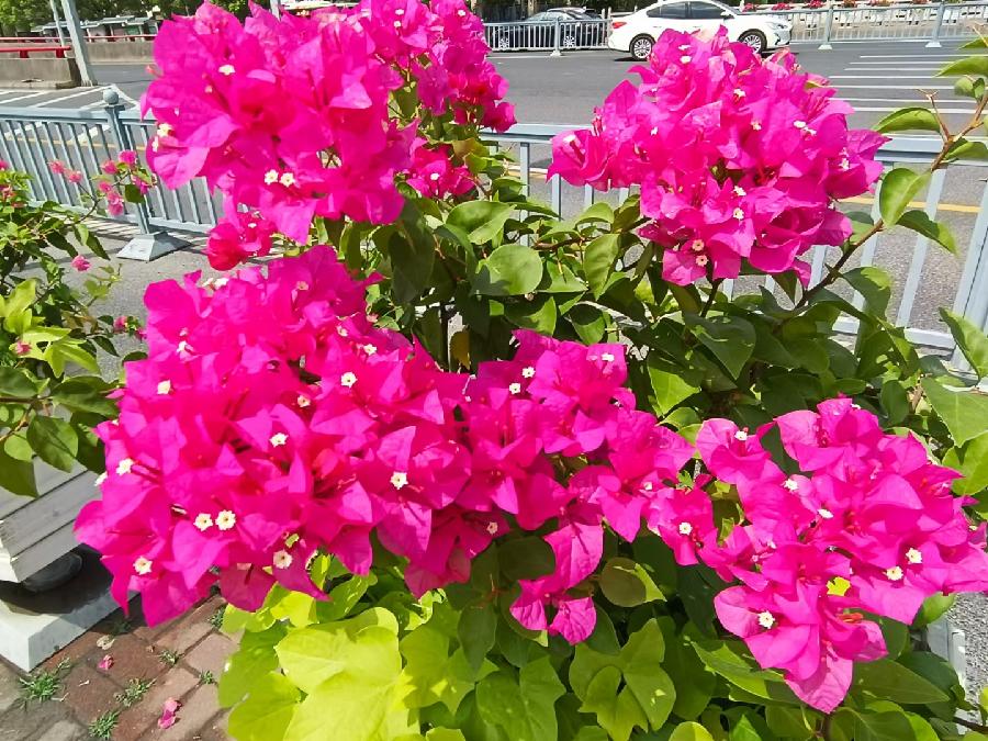 玫瑰:花卉(图41)