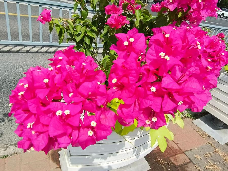 玫瑰:花卉(图39)